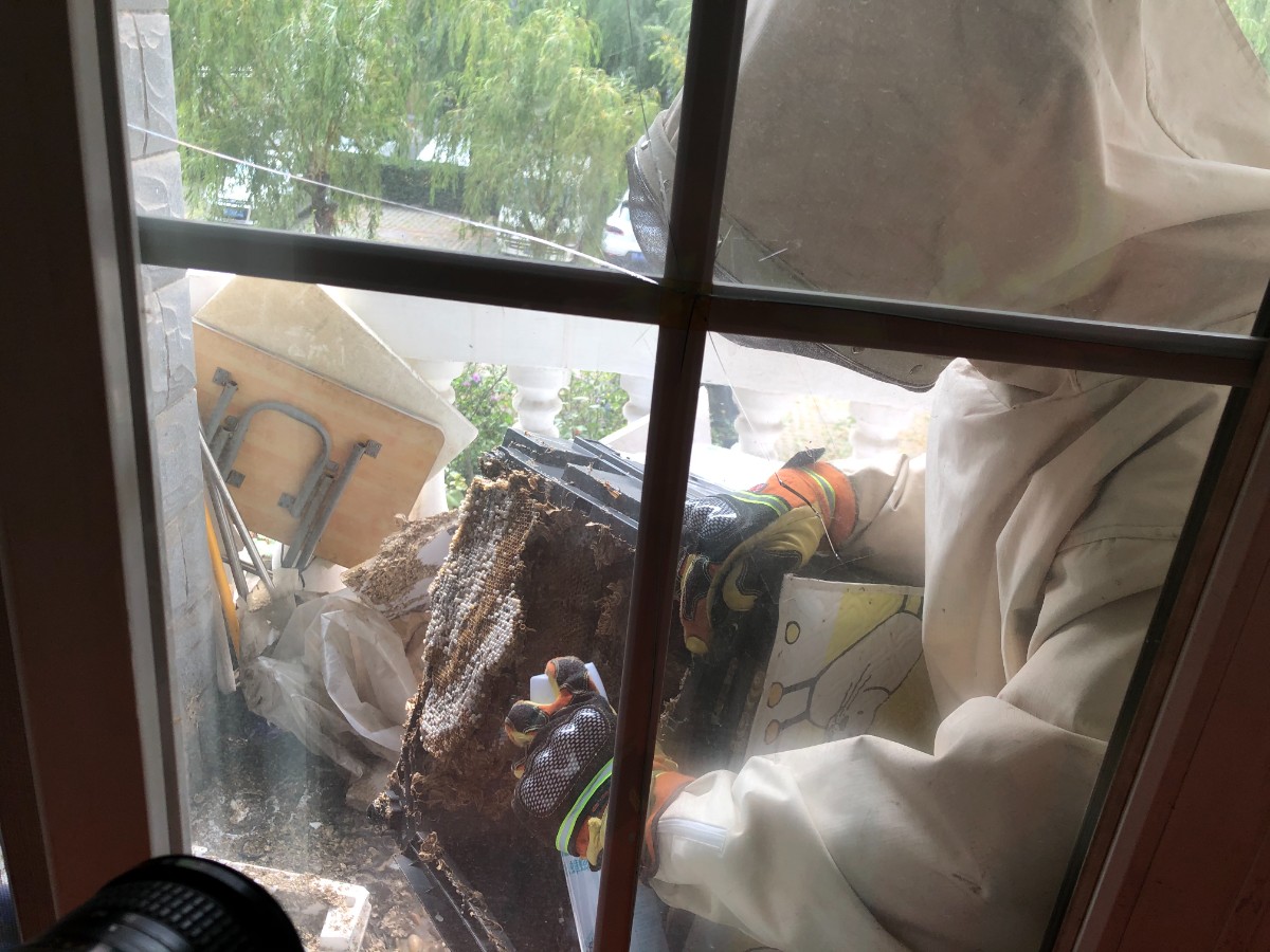 关注|直径40多厘米！北京大兴一民居阳台有马蜂筑巢，消防出手并提示