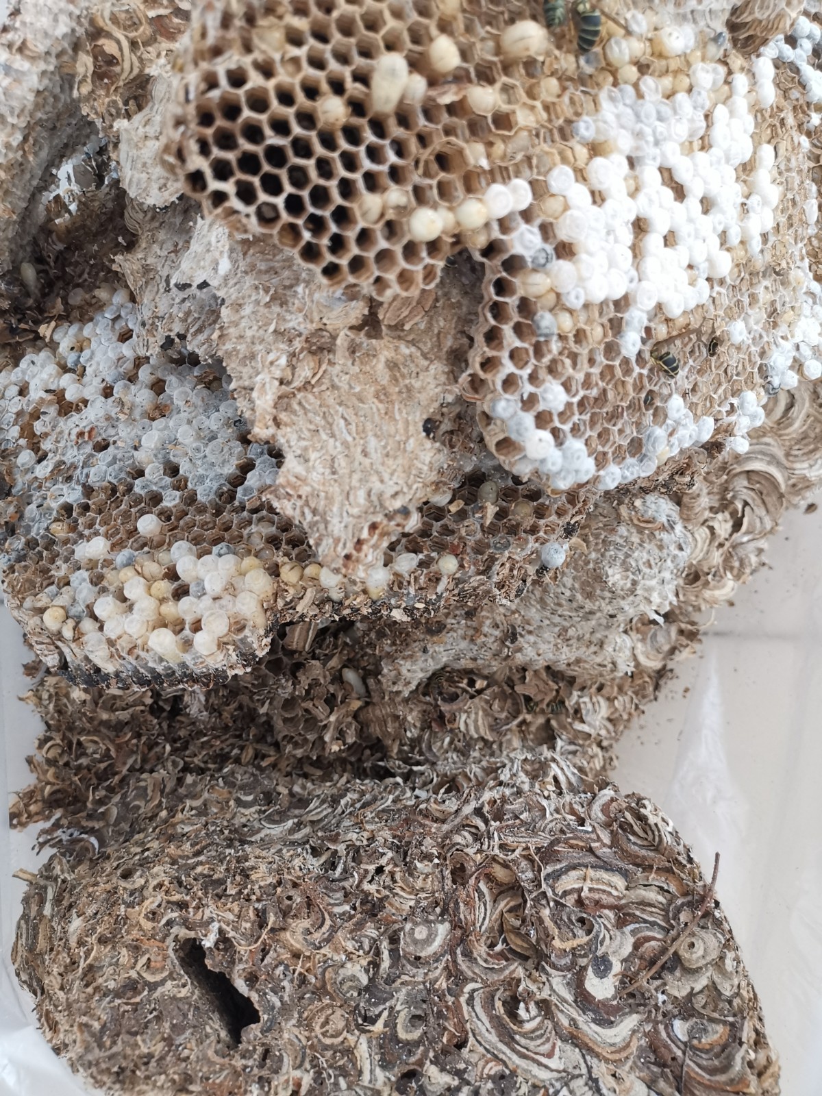 关注|直径40多厘米！北京大兴一民居阳台有马蜂筑巢，消防出手并提示