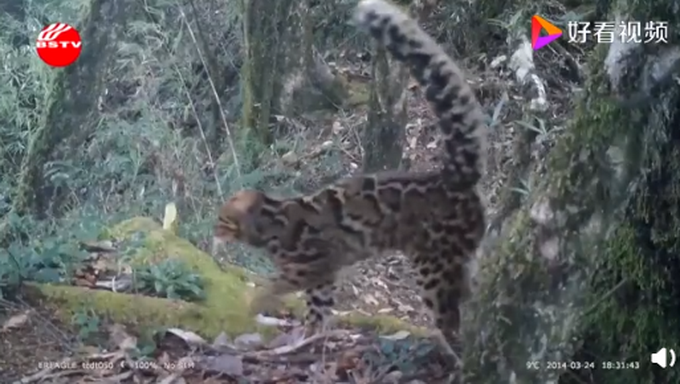 云南保山拍到珍稀野生动物云猫，正脸照曝光！网友：像豹子也像猫咪