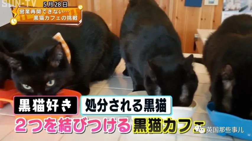 日本这家特别的猫咖收留各种被嫌弃的"黑煤球"，画风也太霸气了