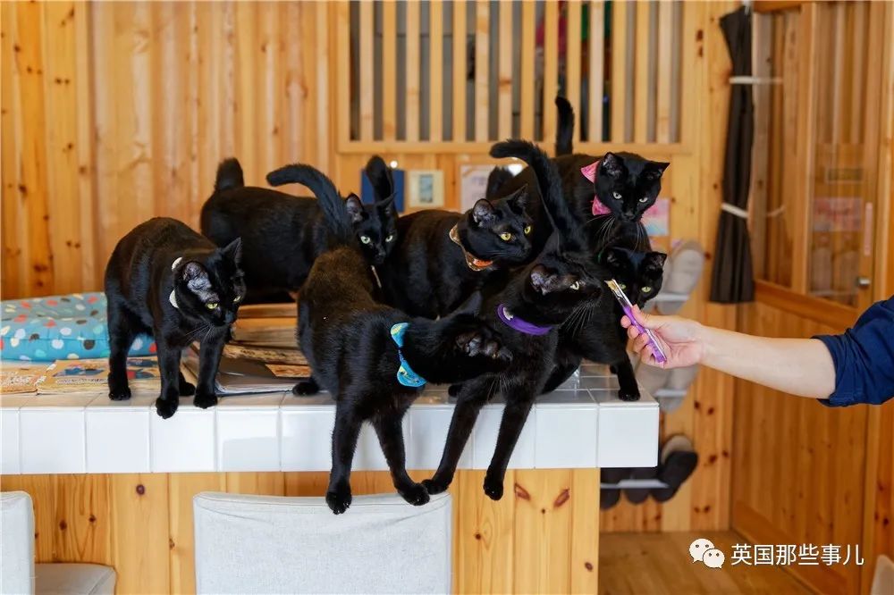 日本这家特别的猫咖收留各种被嫌弃的"黑煤球"，画风也太霸气了