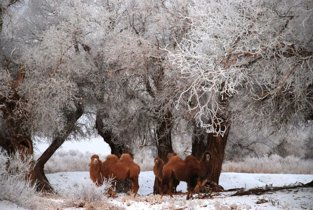 Haven’t been to Inner Mongolia to see the spring, summer, autumn and winter