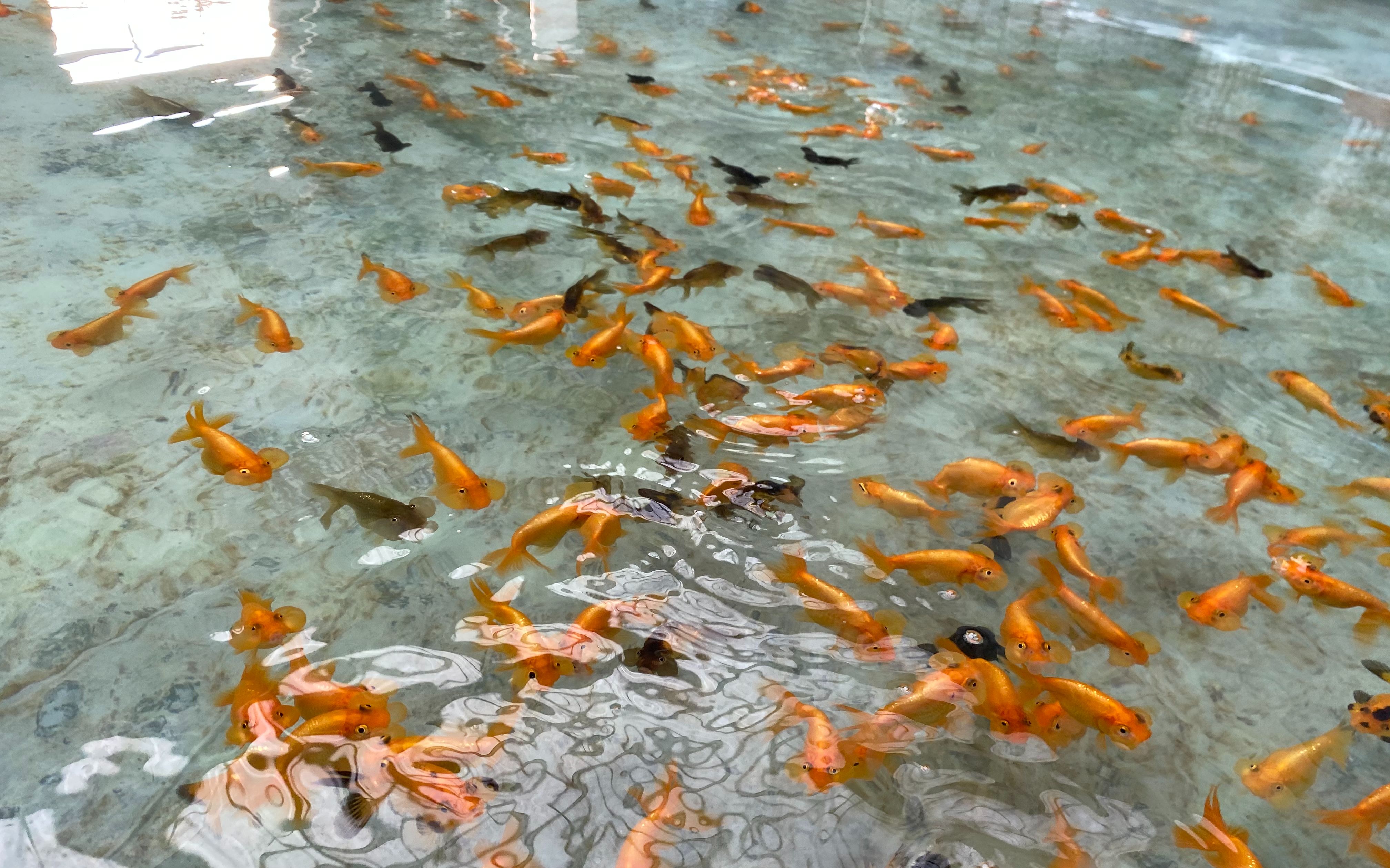 北京宫廷金鱼养殖户仅7家 农业专家称转发锦鲤不如“转发金鱼”