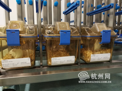 杭州首次进口SPF鼠 改革新举措助力生物医药发展