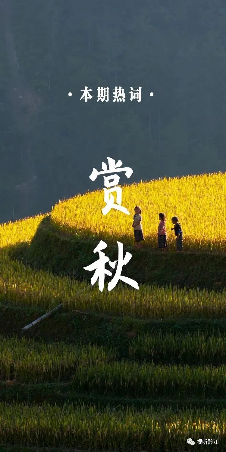 《看重庆》第24期丨赏秋