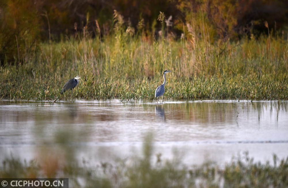 Beautiful autumn scenery in Xinjiang Tarim River Wetland
