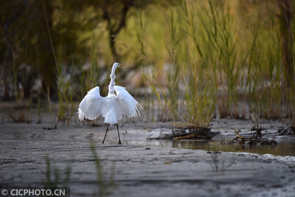 Beautiful autumn scenery in Xinjiang Tarim River Wetland