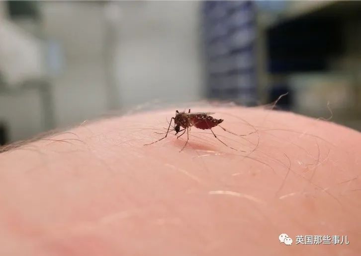 科学家用自己手臂喂饱5000只蚊子！这科研做得也太拼了吧