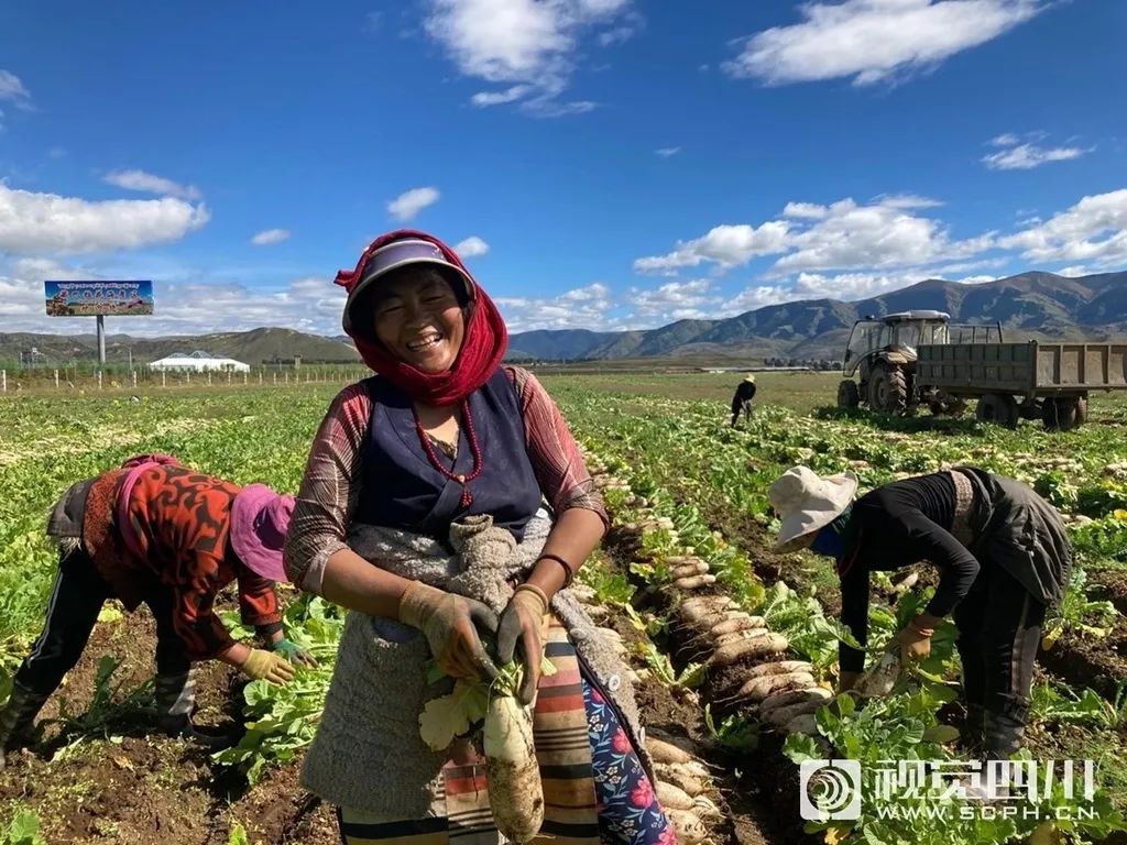 Sichuan is big spring in sight of grain bumper harvest predicts increase production 250 million kilograms