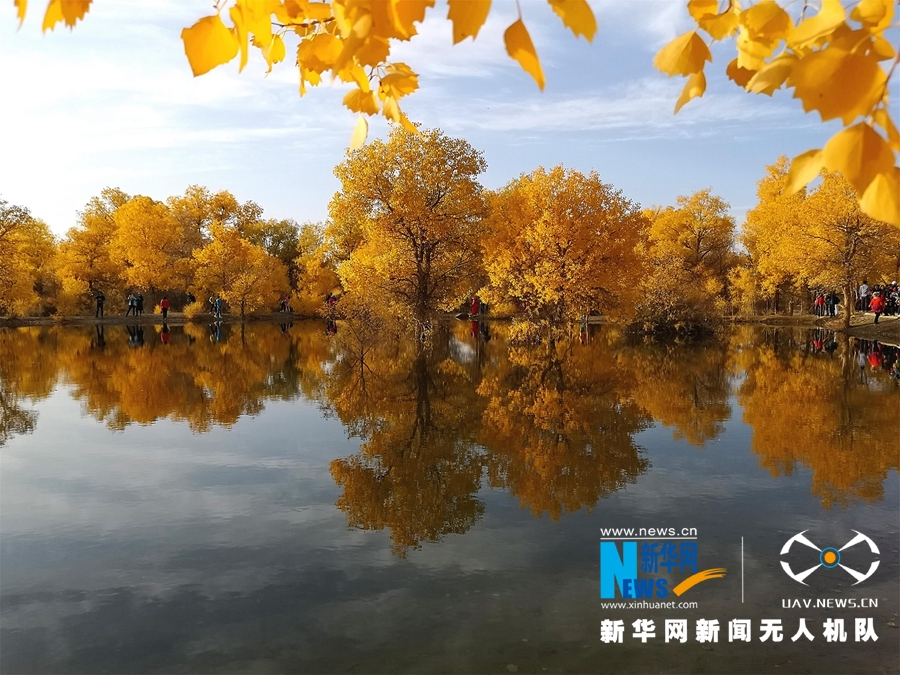""Flying" China" Jiuquan, Gansu: Populus euphratica wears "Golden Armor"