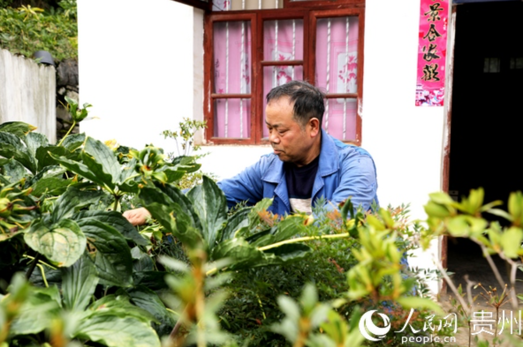 「中医药扶贫」贵州大方：用好庭院“方寸地”村民种上中药材