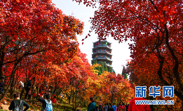 The four thousand acres of red-leaf forest in Jinan Hongye Valley is full of picturesque