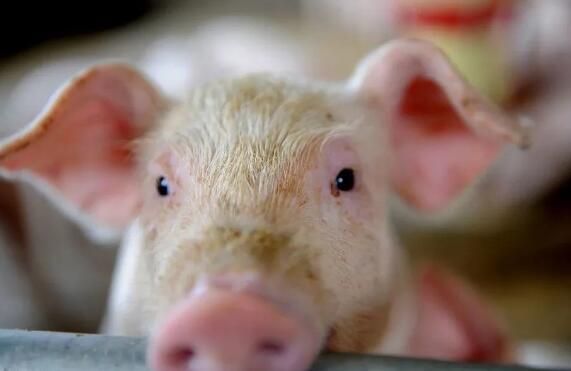 猪价或超预期，预计21-22年猪价均将维持较高水平