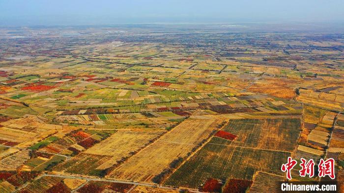 Ten thousand mu of apricot garden in Tuokexun County, Xinjiang interprets colorful autumn