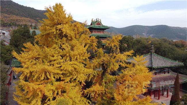 Thousand-year ginkgo wearing golden armor