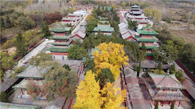 Thousand-year ginkgo wearing golden armor