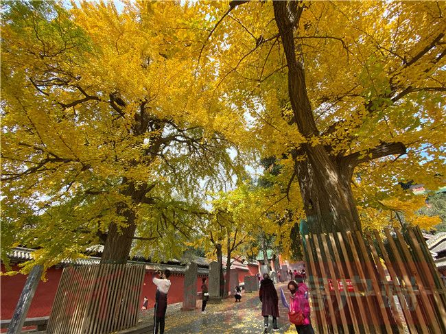 Thousand-year ginkgo wearing golden armor