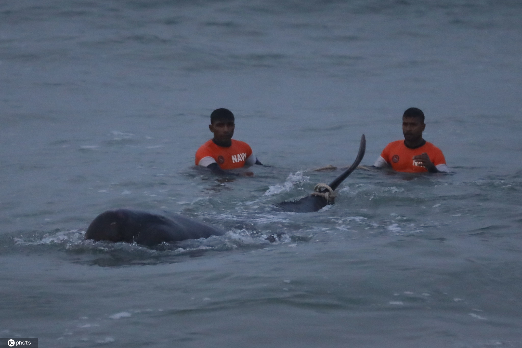 多头领航鲸搁浅斯里兰卡海滩 众人合力救援返回大海
