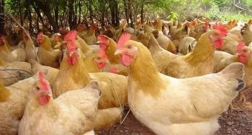 鸡肉价格从12降到5，究竟发生了什么？