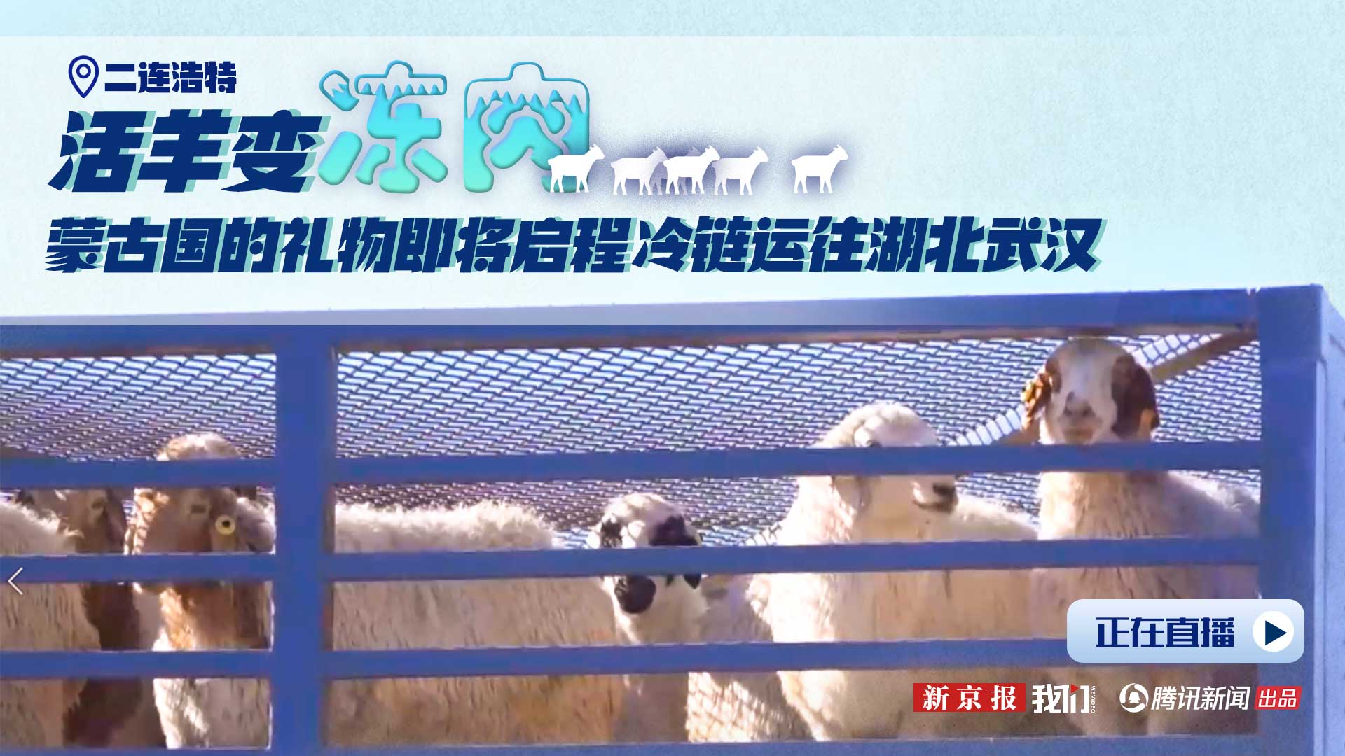 活羊变冻肉 蒙古国的送中礼物即将启程冷链运往湖北武汉