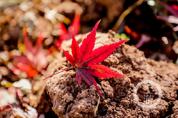 漫步天坪山 红枫总相伴
