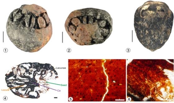 南京古生物所等发现1500万年前的木乃伊化南酸枣果化石