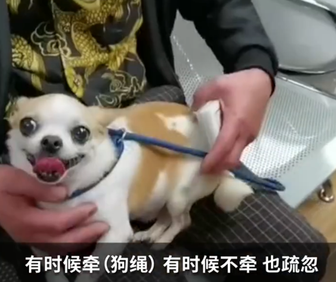 上海不牵绳遛狗将被抓拍处罚 已处罚20余起