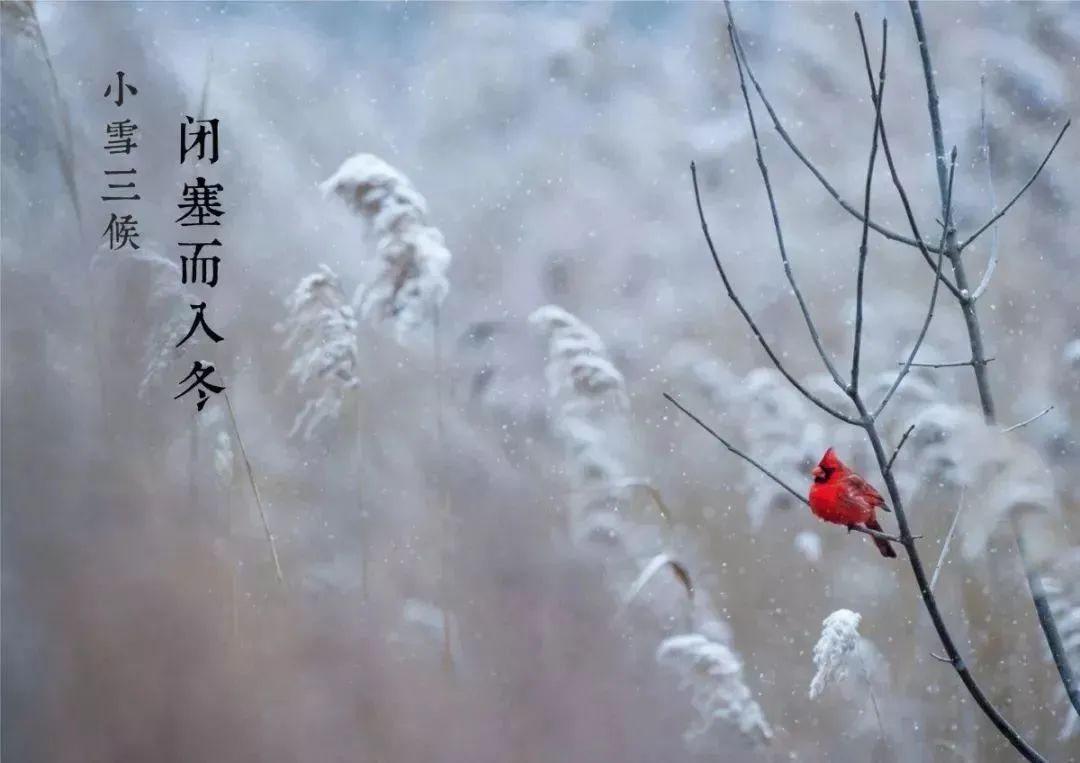 今日小雪｜天冷冬深 愿歲月安暖