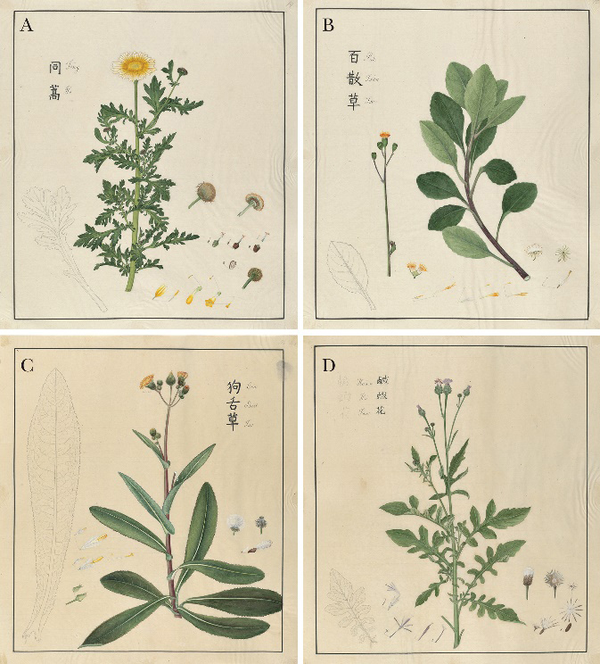从未知国到异托邦：17-20世纪西方在中国的植物猎取③