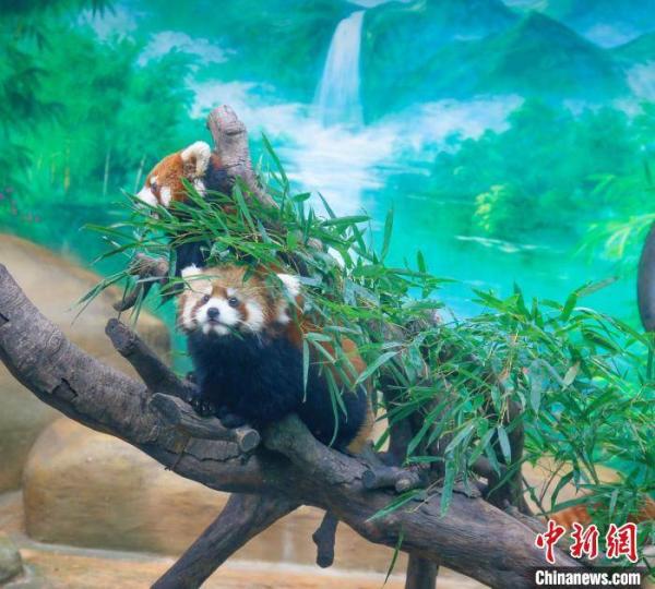 常州淹城野生动物世界繁育12只红熊猫正式亮相
