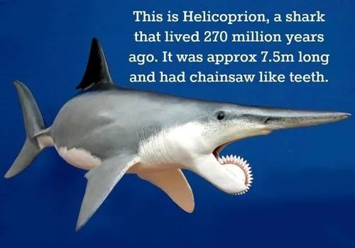 困扰学界百年的一盘鲨鱼牙——旋齿鲨
