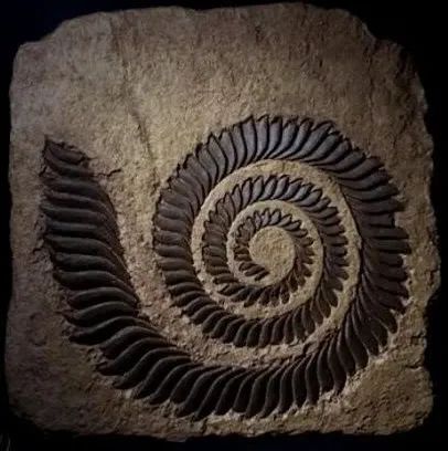 这是人类发现的奇特的生物化石,一组由大到小螺旋排列的牙齿化石