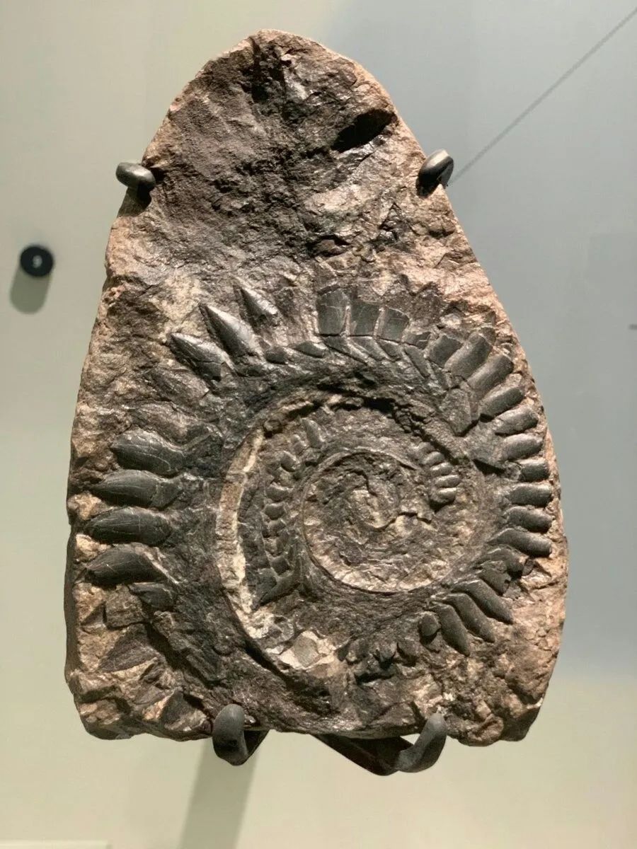 这是人类发现的奇特的生物化石,一组由大到小螺旋排列的牙齿化石