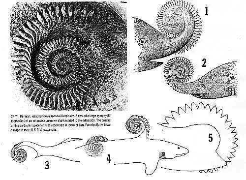 karpinski将其命名为旋齿鲨(helicoprion),曾多次尝试去复原旋齿鲨