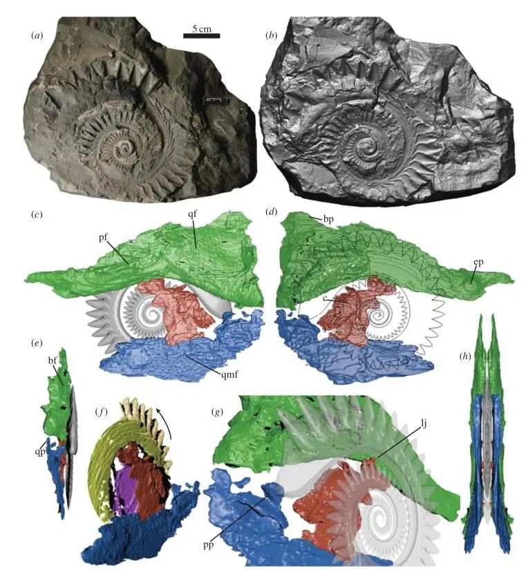 2014)基于研究建立的复原图"菊石开罐器"对旋齿鲨嘴部肌肉特征的复原