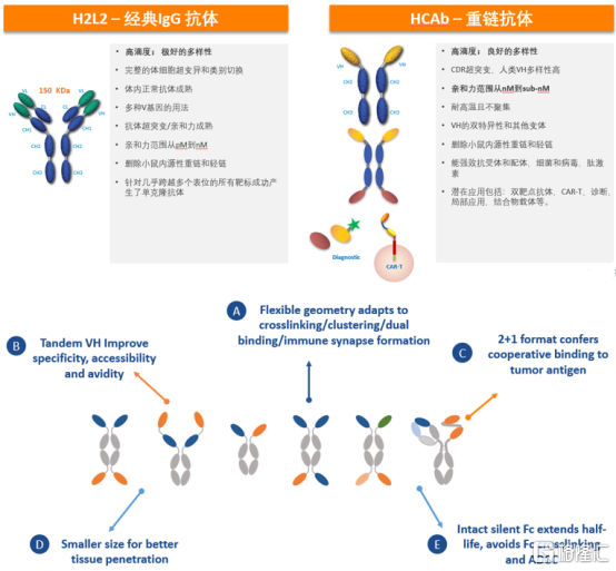 和铂医药-B（02142.HK）：今日启动招股，贝莱德基石领投，FcRn抗体产品亮点突出