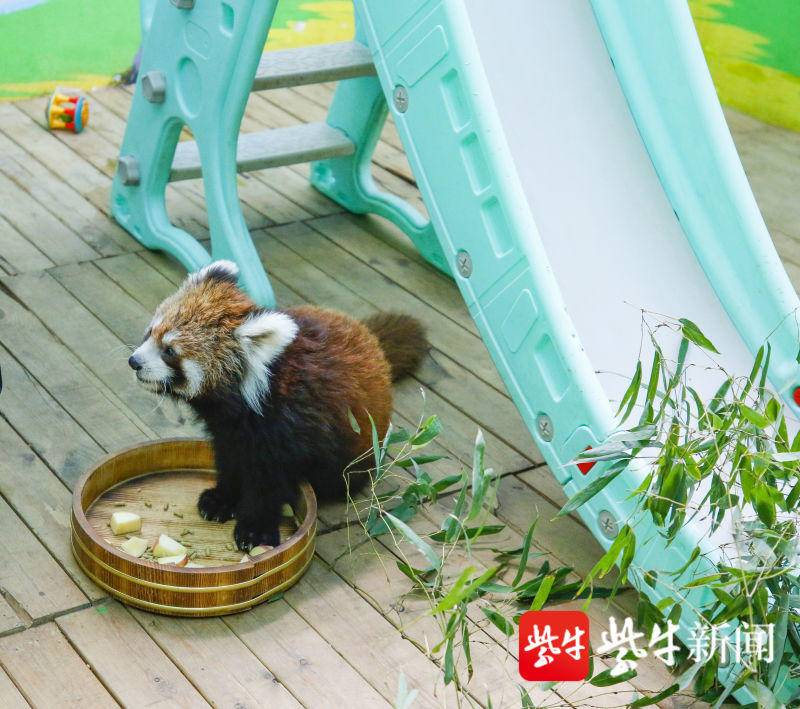 再创奇迹！常州淹城野生动物世界一年繁育12只红熊猫