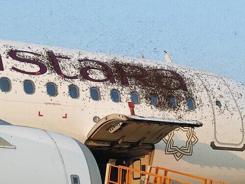 印度机场一群蜜蜂连续两天导致两架飞机延误
