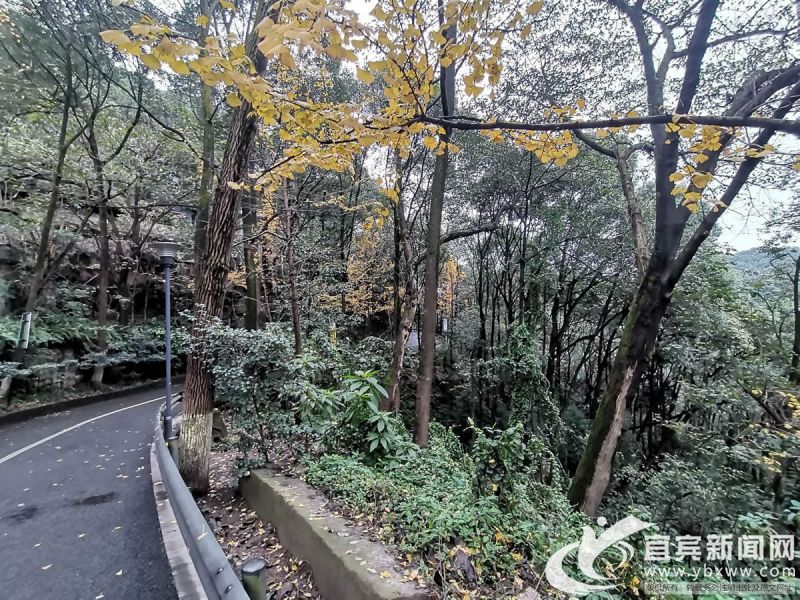 岁末年初 宜宾多个城市公园生机盎然移步即景