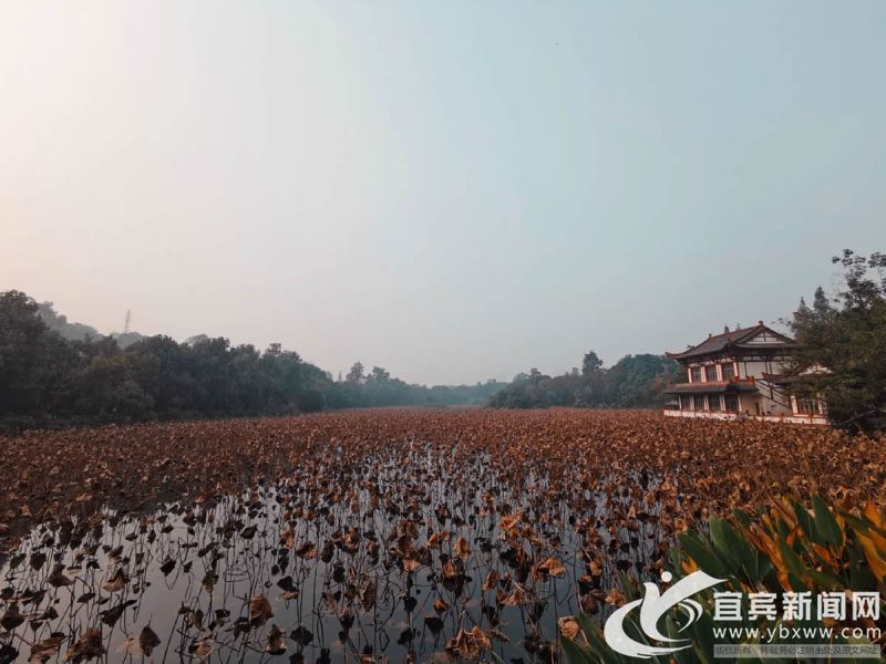 岁末年初 宜宾多个城市公园生机盎然移步即景