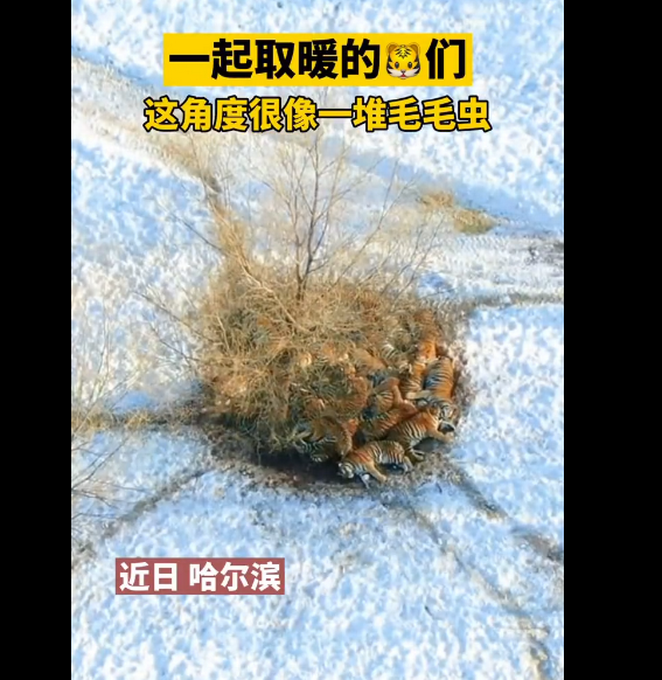 东北虎也扛不住哈尔滨的冷？航拍角度像一堆毛毛虫？揭秘“百兽之王”如何过冬