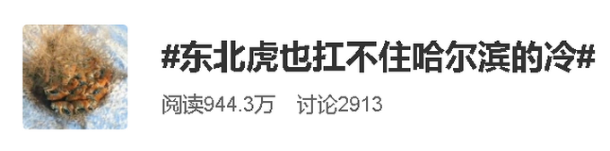 东北虎也扛不住哈尔滨的冷？航拍角度像一堆毛毛虫？揭秘“百兽之王”如何过冬