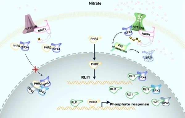 研究揭示硝酸鹽誘導(dǎo)的磷響應(yīng)機制