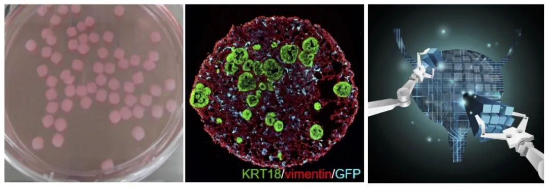 「Nature」首次！能模拟组织再生和肿瘤，三维重构类器官完美复刻人体器官