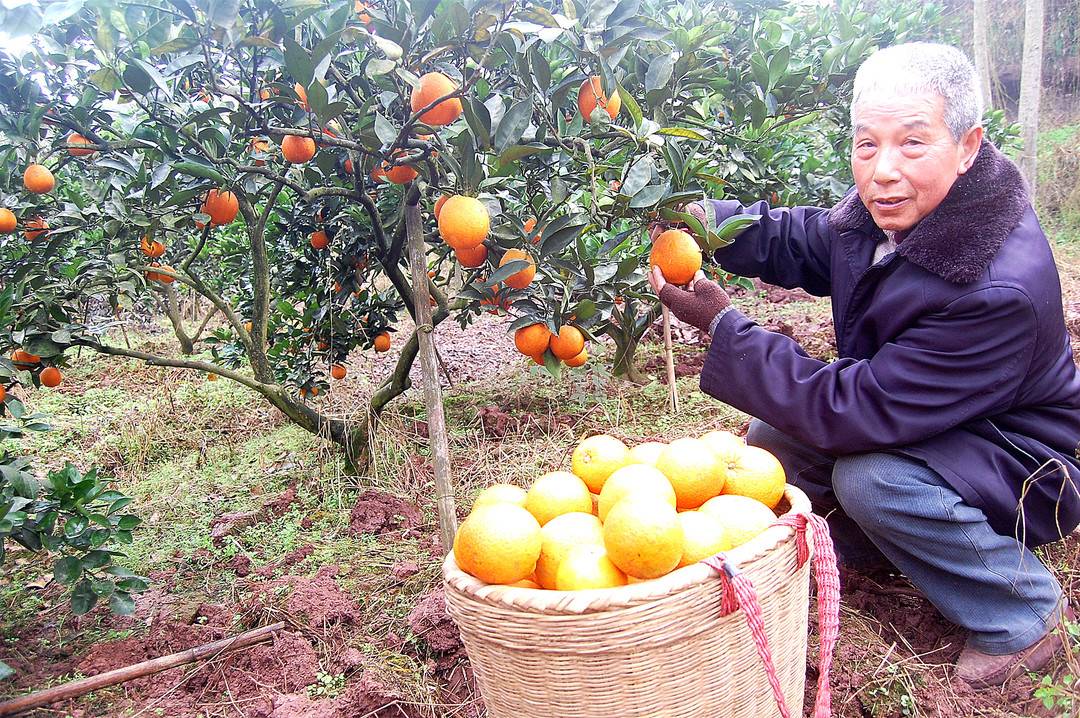 四川泸州江阳：退休回乡种甜橙 七旬老人年入10万