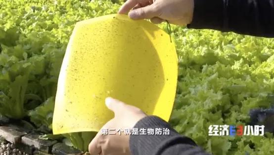千億大商機(jī)！養(yǎng)魚不換水，種菜不施肥！這套技術(shù)太驚艷→