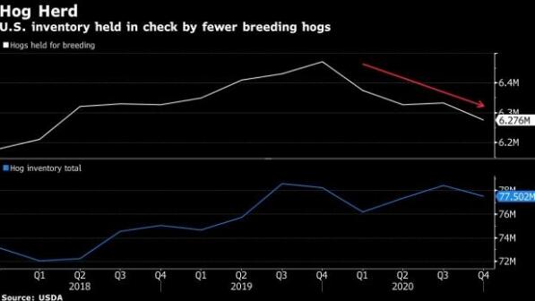 美国生猪饲养数量或三年来首降 肉价低迷且明年出口前景看淡