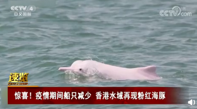 香港水域再现粉红海豚，网友：“粉精灵”