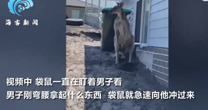 澳大利亚男子在自家院子被袋鼠击中脸部、撂翻在地，媒体：袋鼠成当地一大问题