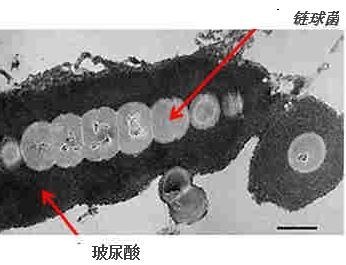 华东宁波医药有限公司：玻尿酸是如何生产出来的